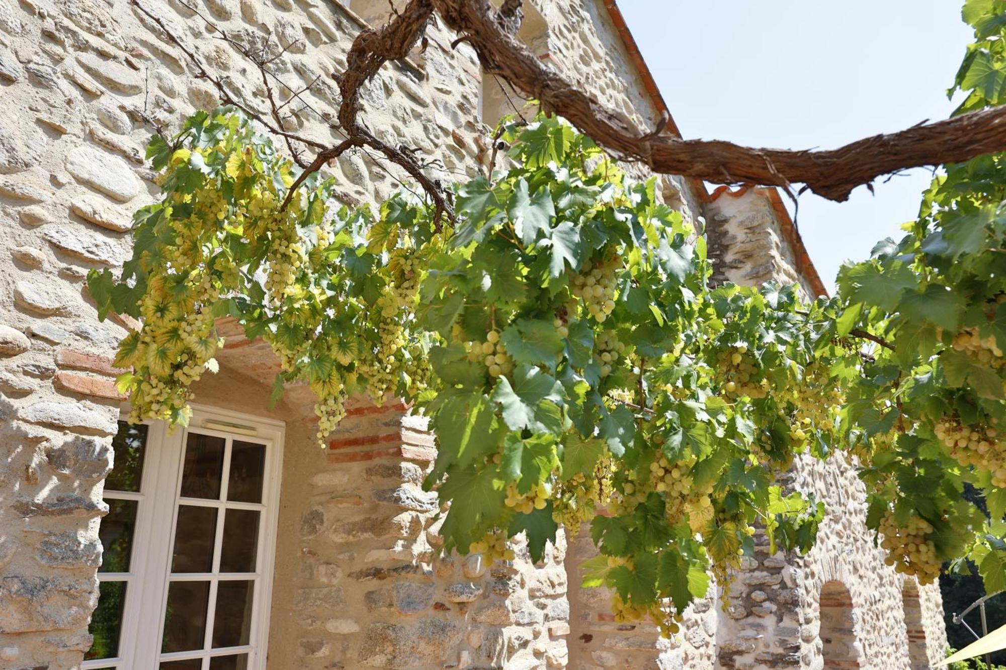 Hotel Le Mas Trilles Ceret Exterior photo